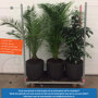 Kamerplanten in pot